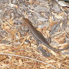 Open-litter Rainbow Skink