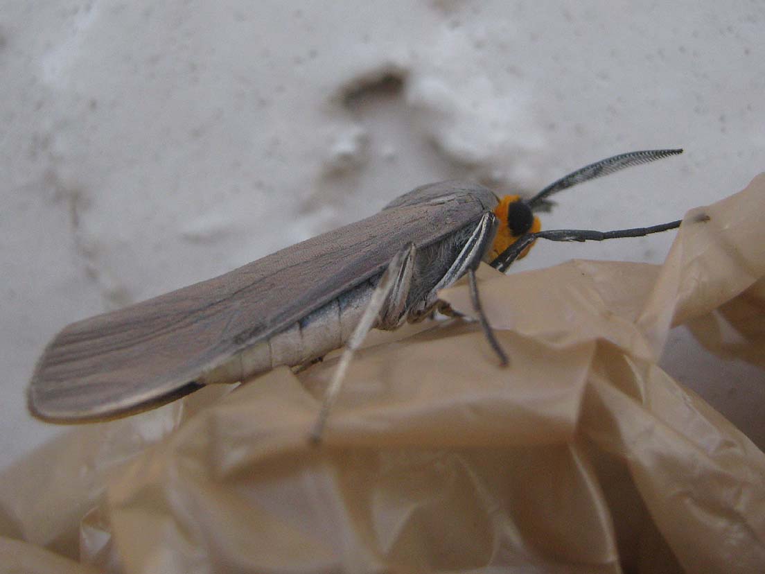 Edward's Wasp Moth
