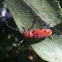 Red milkweed beetle