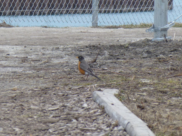 American Robin | Project Noah