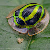 Streaked tortoise beetle