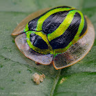 Streaked tortoise beetle