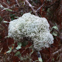 Deer lichen/ deer moss