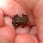 unknown toad