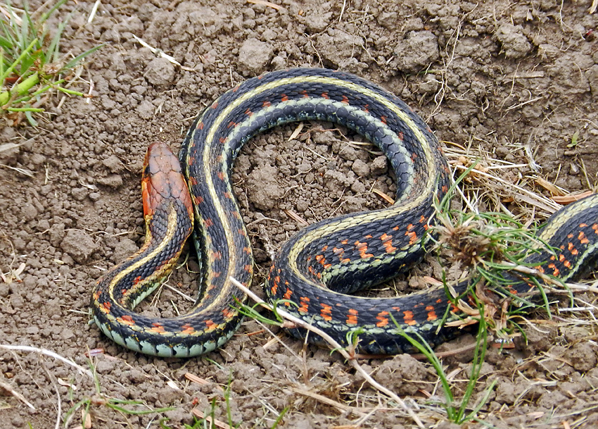 Red Spotted Garter Snake