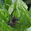Furrowed Orb Weaver Spider