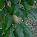 green apple tree