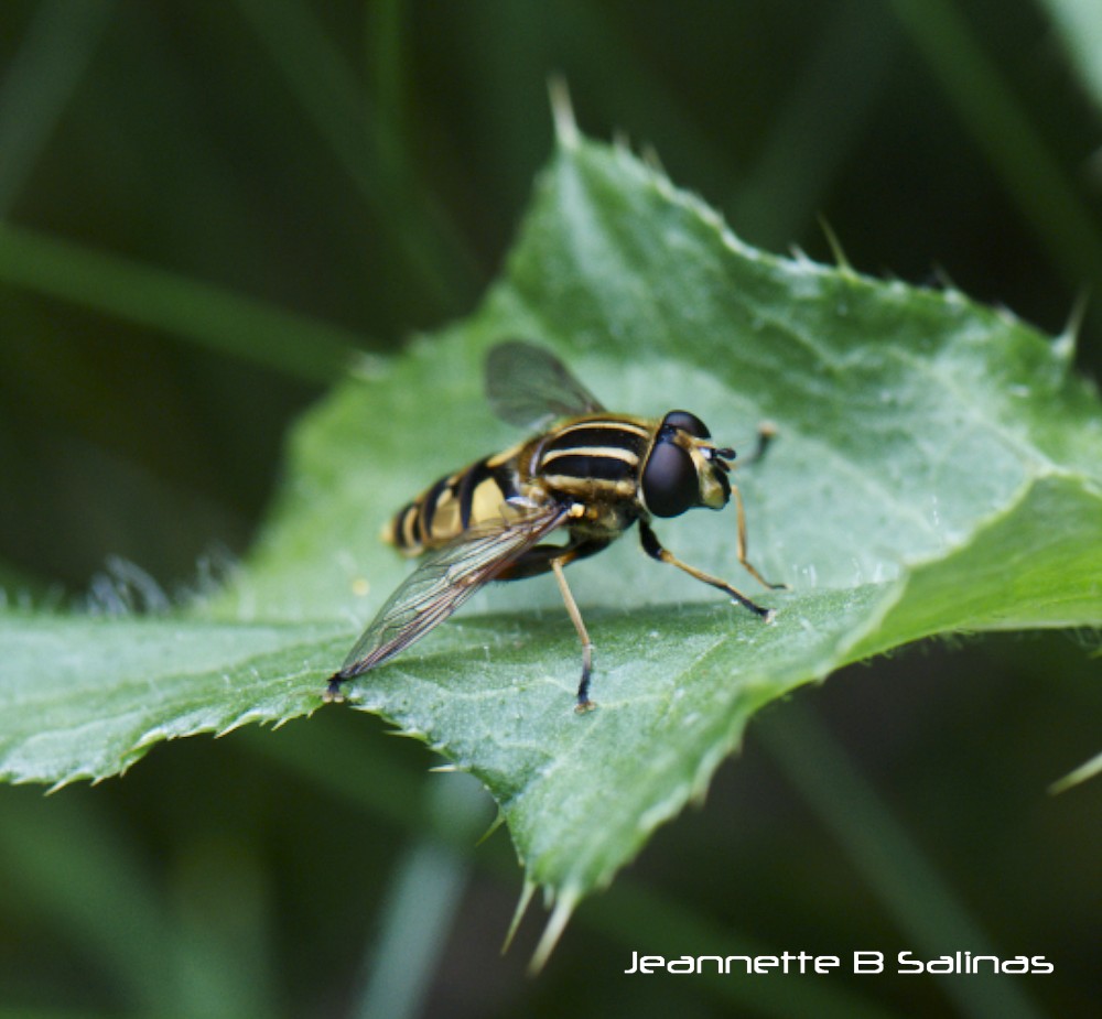 Common swamp hoverfly