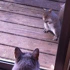 Eastern Gray Squirrel