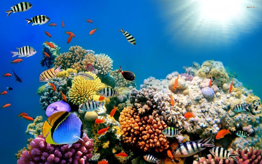 Underwater World Wallpaper