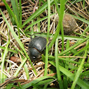 Humpback Dung Beetle