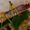 South american giant grasshopper