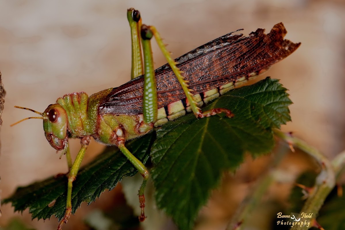 South american giant grasshopper