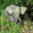 Borneo Pygmy Elephant