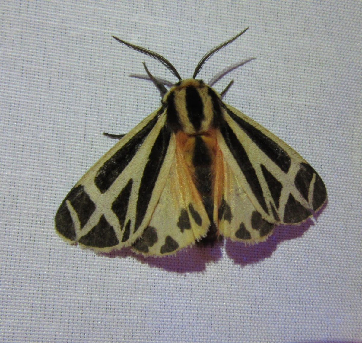 Harnessed Tiger Moth