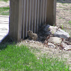Thirteen-lined ground squirrel