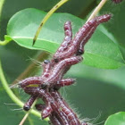 Datana moth species
