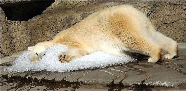 [Polar_bear[3].jpg]