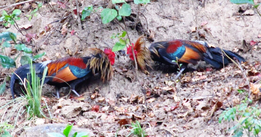 Red fowl