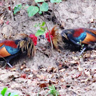 Red fowl