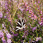 Jersey Tiger, Spaanse Vlag (dutch)