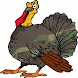 Turkey Call / Turkey Caller