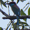 Blue-throated Bee-eater