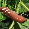 Parasited Sphinx Moth Caterpillar