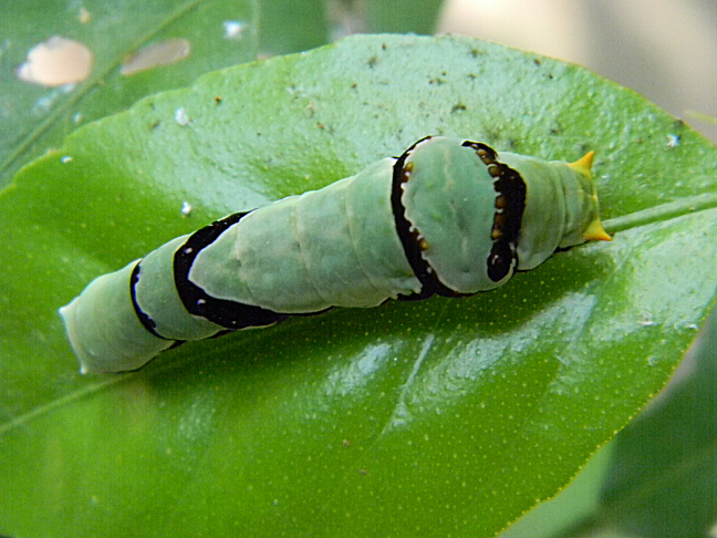ambrax swallowtail caterpillar