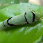 ambrax swallowtail caterpillar