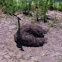 Ostrich