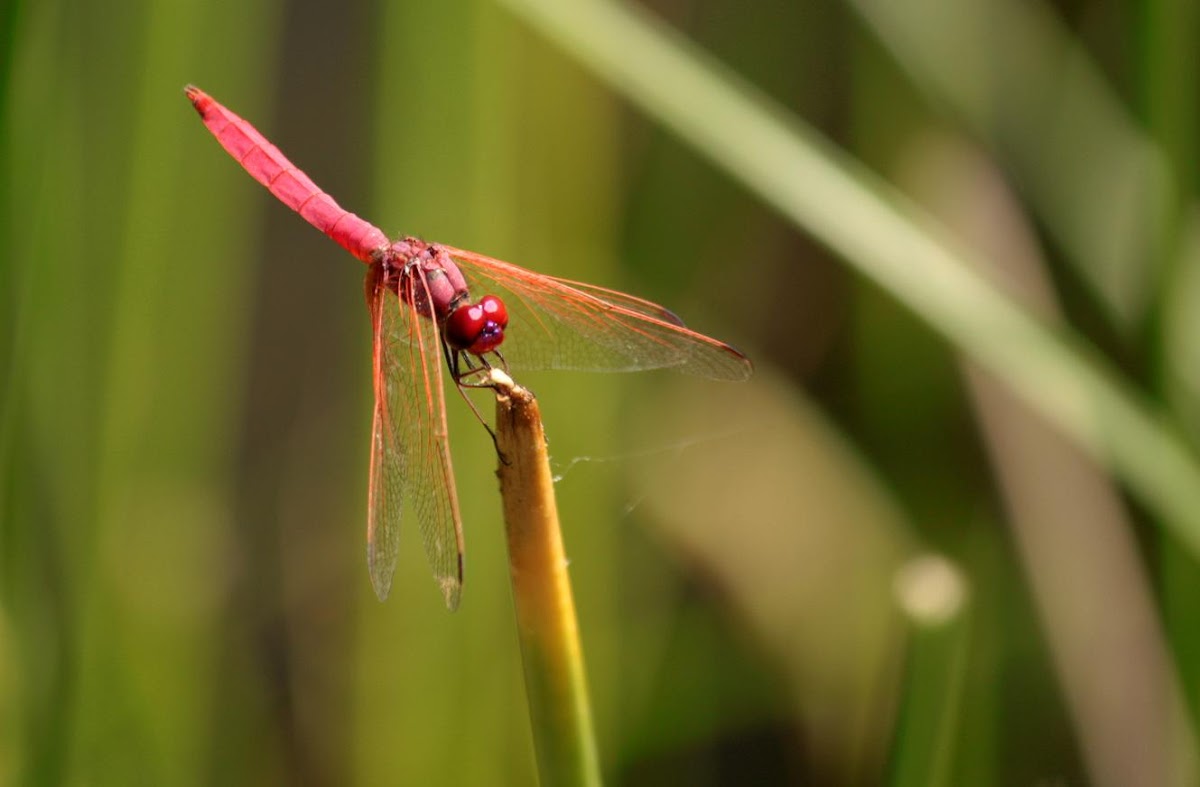 Crimson Tailed Marsh Skimmer?