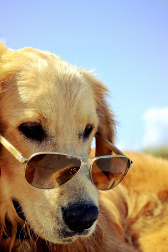 Golden Retriever Wallpapers