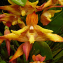 Maxillaria Orchid