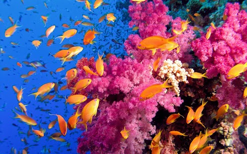 Fish Wallpaper Screenshots 1