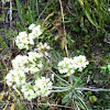 Northern Bedstraw