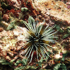 Banded Sea Urchin