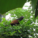 Philippine Coucal