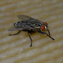 The house fly