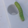 Speckled Green Fruitworm Moth