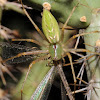 Green lynx spider (with antlion prey)