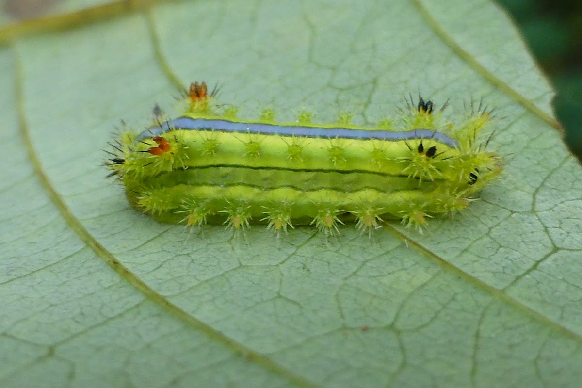 Blue-striped Nettle Grub caterpillar