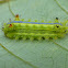 Blue-striped Nettle Grub caterpillar