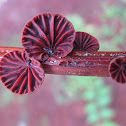 Anthracophyllum archeri