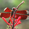 straight-edged red parasol, Indonesian red-winged dragonfly