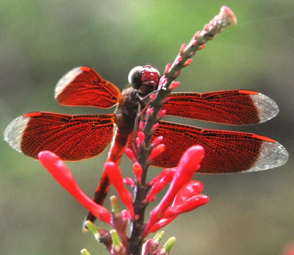 straight-edged red parasol, Indonesian red-winged dragonfly