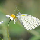 Indian Cabbage white