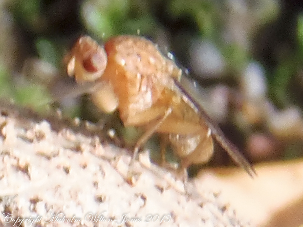 Fly nymph?