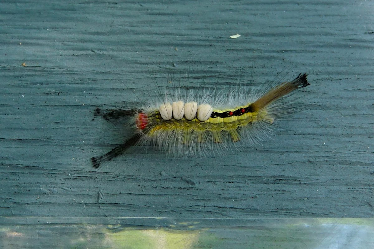 White Marked Tussok Moth Caterpillar