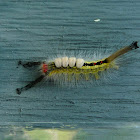 White Marked Tussok Moth Caterpillar